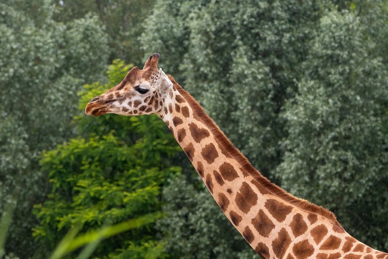 Giraffe Wildlife