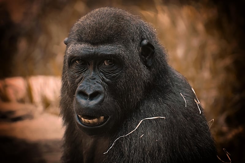 Bwindi Impenetrable Forest, Uganda